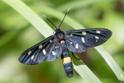 Amasta phegea (Nine-spotted Moth).jpg